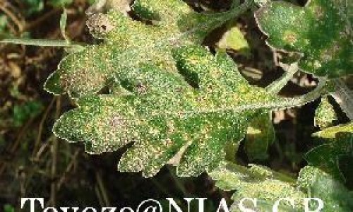 大叶金钱草的别名专区_大叶金钱草入什么经专区_大金钱草副作用网